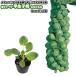 . капуста [. сырой ..]... моти 9cm pot рассада 