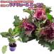  маленький вуаль rouge 10.5cm pot рассада не . лампочка . капуста 