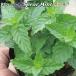  запасной мята pot рассада трава Mint