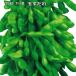 e... шар шторка сударэ 9cm pot рассада ветка бобы edamame