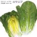  lettuce ro Мали a9cm pot рассада ro основной lettuce 