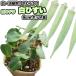  белый абельмош [ белый ...]9cm pot рассада 