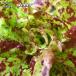  lettuce Joker 9cm pot рассада фиксация вид органический семена по причине leaf lettuce [ импорт вид ]