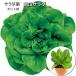  салат . Okayama салат 9cm pot рассада 