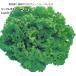  lettuce Marino 9cm pot рассада зеленый leaf lettuce 