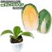  китайская капуста [ orange k in ]9cm pot рассада Haku носорог 