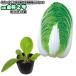  китайская капуста [ золотой .2 номер ]9cm pot рассада | Haku носорог 