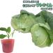  капуста satou kun высшее .9cm pot рассада 