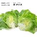  lettuce . Ciao Ciao Ciao 9cm pot рассада 