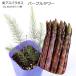  красный фиолетовый цвет спаржа лиловый tower 9cm pot 2 шт .. рассада 