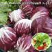  leaf chi колли Radicchio rosso Chioggiavene Cheer [ импорт вид ]9cm pot рассада 