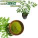 Moringamo Lynn ga васаби. дерево maru ngai10.5cm pot саженец 