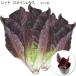  lettuce красный лист красный ro основной lettuce 9cm pot рассада 