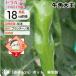 . перец стручковый корова угол великий 9cm pot рассада tougalasi
