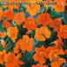 na крахмал um( золотой лотос цветок ) Bay Be orange семена 30 шарик ( выращивание рассады возможность количество :...15шт.@) Nasturtium