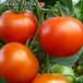  средний шар помидор семена полный TIKKA 10 шарик ...