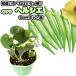  абельмош [ ад sie]9cm pot рассада 
