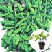  чёрный ......9cm pot рассада ветка бобы edamame