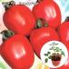  реальный сырой мини помидоры CandyPop rouge 10.5cm pot рассада 