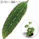 горький огурец -* остров ......9cm pot рассада 
