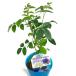  бабочка pi-. -слойный ..Butterfly Pea бабочка бобы pot .. рассада 
