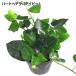  Heart хедера ( ivy ) 10.5cm pot рассада 