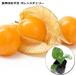  еда для .... orange Cherry 9cm pot рассада 