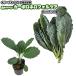  чёрный капуста [ машина BORO Nero Forza ]9cm pot рассада 
