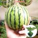  контактный . дерево Apple арбуз 9cm pot рассада запад .
