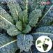  чёрный капуста машина BORO ne нижний retos Carna 9cm pot рассада 