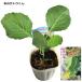  капуста зимний satou kun 9cm pot рассада 