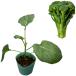  брокколи [.. . брокколи ]9cm pot рассада | реальный сырой рассада 