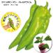  контактный . дерево jumbo зеленый перец Hare ruya lime 13.5cm pot большой рассада 