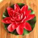  Lotus. искусственный цветок L лотос. цветок водяная лилия глубокий красный 27cm