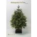 クリスマスツリー 90cm マホガニティーポットツリー