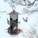  наружный для metal висячий bird механизм подачи двор. обратная сторона двор. терраса поэтому. крепкий крыша . прикрепленный ... средний . Hamming bird механизм подачи удобный легкий в использовании 