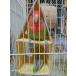  bird палатка bird bed длиннохвостый попугай палатка . пол kogane Mexico длиннохвостый попугай для ( весна летний )LL размер 2 -этажное здание bird палатка 