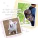 �G�A�^�O �P�[�X �A�b�v�� airtag �z���_�[ �J�o�[ �L�[�����O  ��ꐢ�� ��񐢑� AirTag 2 �ϏՌ� ���킢�� �V���R�� ���� Petit Animal �֘A�摜4