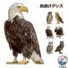 �������O�b�Y ���悯 �� �t�N���E �J���X���� �n�g�΍� �X�Y�� �c�o�� �L���� �΂� ���O �x�����_ �ʎ��� �_�앨 �_������ ���[����