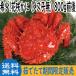  limited time not yet freezing .. length flower . crab ( female . less ) 800g rom and rear (before and after) Hokkaido limited time not yet freezing free shipping 