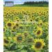 [ бесплатная доставка ][Blu-ray]/BGV/ цветок ~Scenery with Flowers~ V-music [Blu-ray]