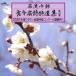 [ бесплатная доставка ][CD]/ Япония традиция музыка / название ... старый сейчас название поэзия специальный отбор сборник no. 48 сборник (1)