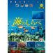 [ бесплатная доставка ][DVD]/ хобби образование / южные моря. рыба world море. ... изображение рыбы иллюстрированная книга 