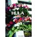 [ бесплатная доставка ][DVD]/ хобби образование /HULA auana ~ Гиндза 5 chome. Hawaiian ~