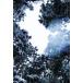 [ бесплатная доставка ][книга@/ журнал ]/ мир THE WORLD/ холм рисовое поле ./ работа ( монография * Mucc )