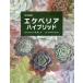 [книга@/ журнал ]/ суккулентное растение ekebe задний hybrid / перо . прямой line /..