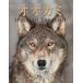 [книга@/ журнал ]/ oo kamiSPIRIT OF THE WILD /. название :Wolves/todo*K*fla работа бамбук рисовое поле оригинальный ./ перевод . остров ../... рисовое поле 