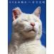 [ free shipping ][book@/ magazine ]/ cat Japan clear weather ( Nippon. cat photoalbum )/ rock . light ./ work 