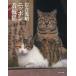 [ бесплатная доставка ][книга@/ журнал ]/ скала . свет . Nippon табличка кошка / скала . свет ./ работа 