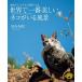 [ бесплатная доставка ][книга@/ журнал ]/ мир . самый прекрасный кошка ... пейзаж земля . более ... место стать ( nature * Mu jiam)/ скала . свет ./ работа 